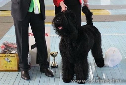 Adam Racy Style BERENIS