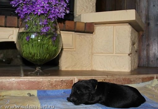 Первая неделя...