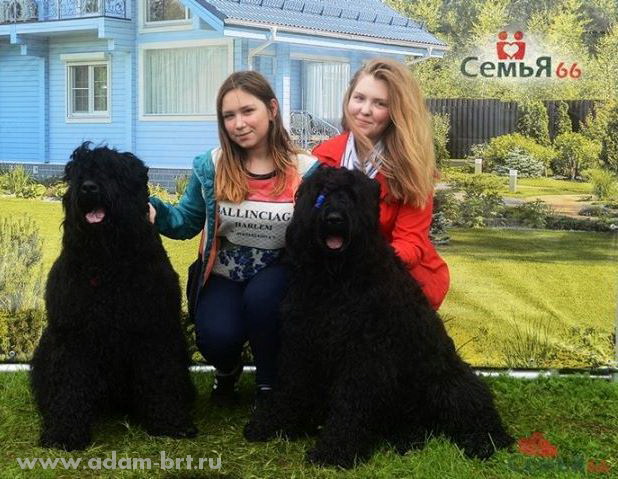 Kennel Adam Racy Style and Family Portal Semya66