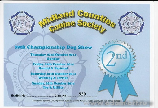 Адам Рэйси Стайл ДОБРОМИР