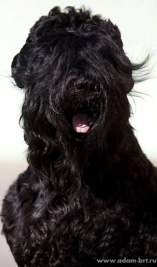 Adam Racy Style APOLLON