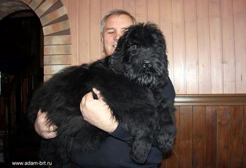 Adam Racy Style ZEVS