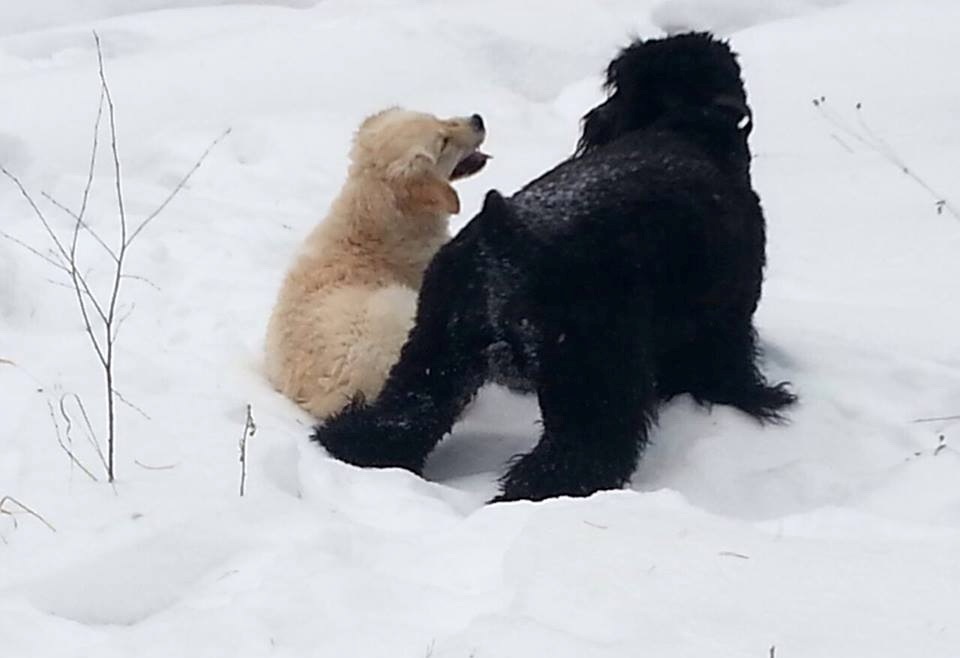 Adam Racy Style DAVLAT