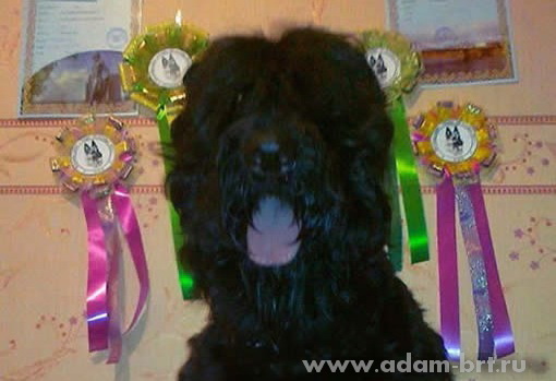 Адам Рэйси Стайл ДАНИЭЛЬ