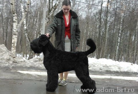 Adam Racy Style EDMON