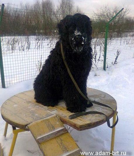 Adam Racy Style EUCLID (BOND)