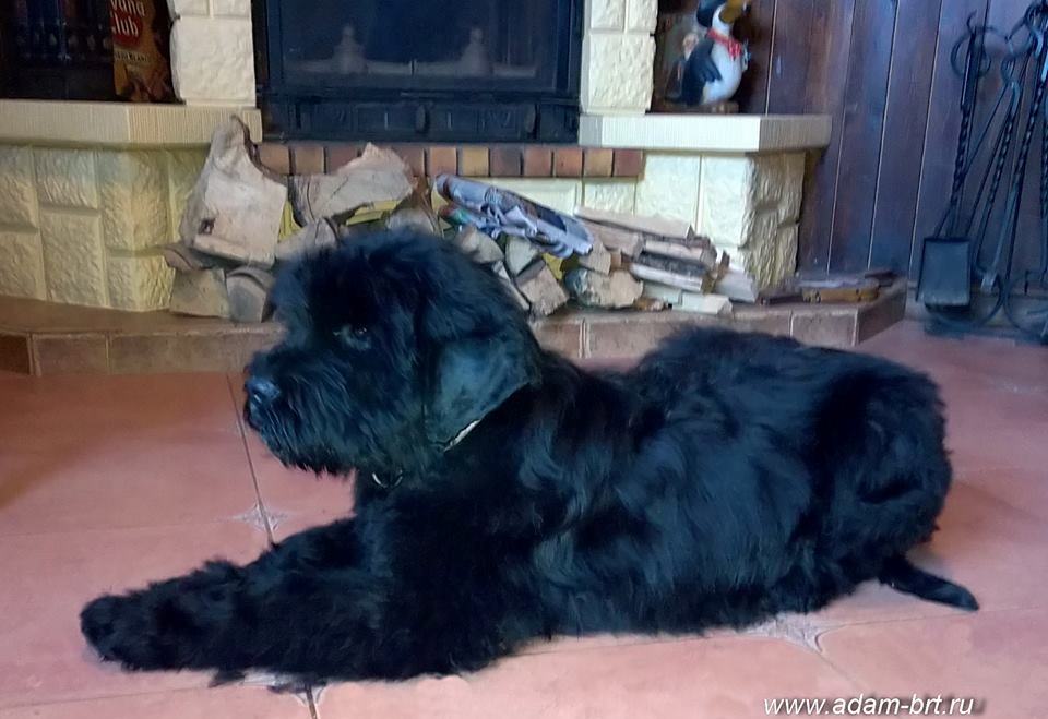 Adam Racy Style ZVEZDA APOLLONA