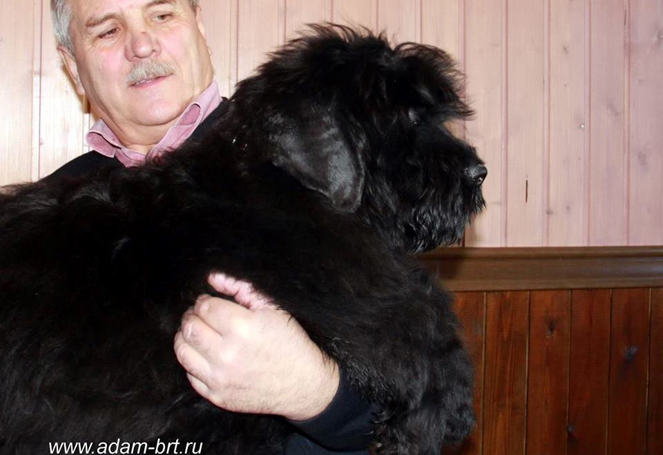 Adam Racy Style ZEVS (ZEUS) 