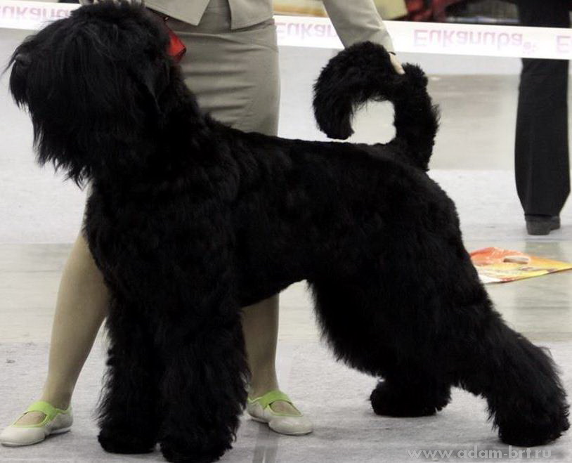 Adam Racy Style APOLLON