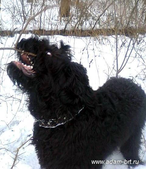 Adam Racy Style EUCLID (BOND)