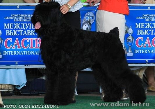 Adam Racy Style VENEZIA (VENICE)