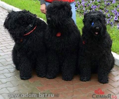 Kennel Adam Racy Style and Family Portal Semya66