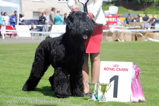 Адам Рэйси Стайл ВЕНЕЦИЯ