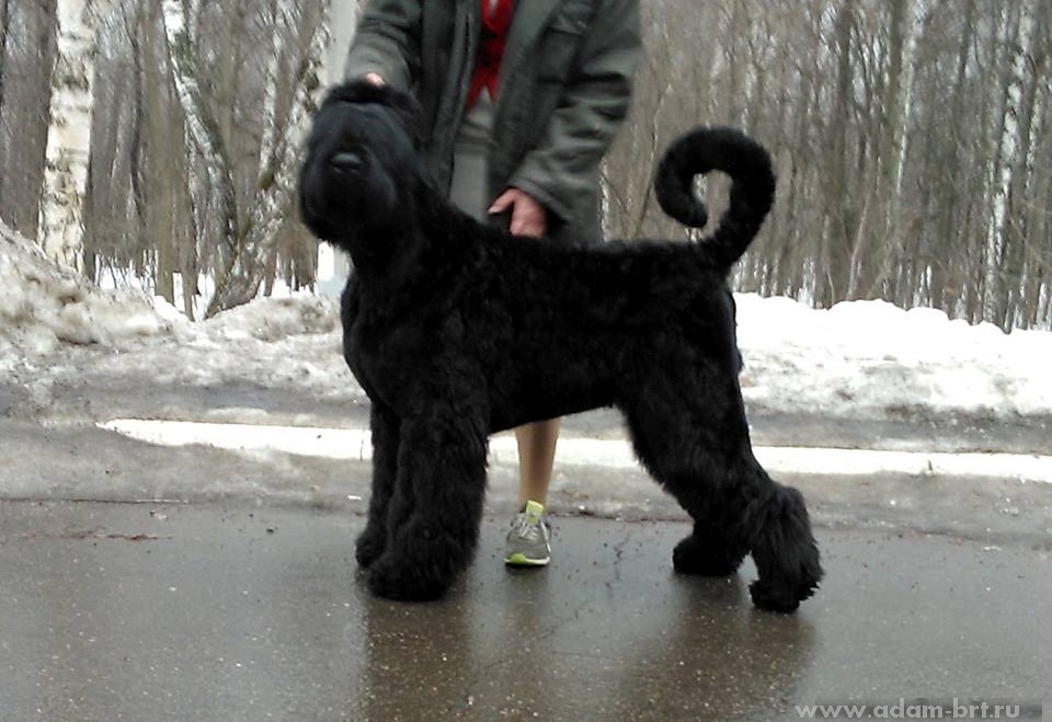 Adam Racy Style EDMON