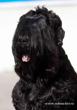 Adam Racy Style APOLLON