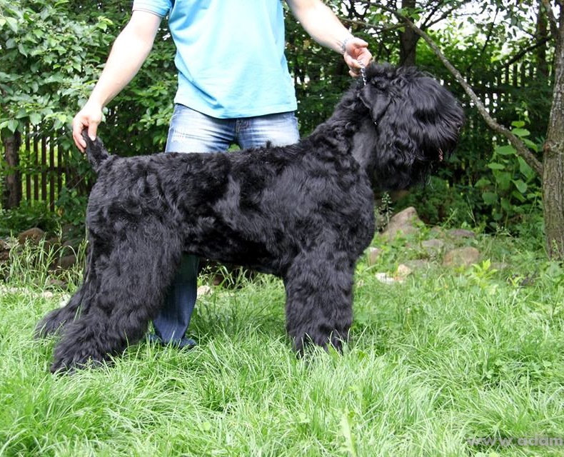 Adam Racy Style AFINA