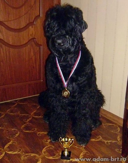 Адам Рэйси Стайл ДАНИЭЛЬ