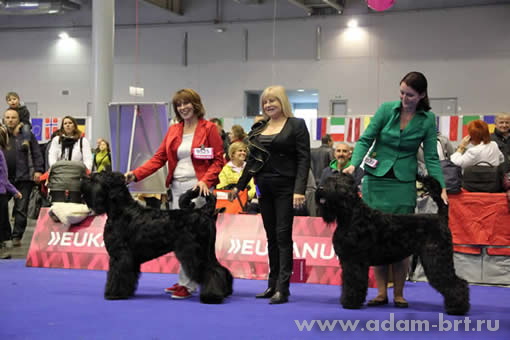 Адам Рэйси Стайл ВЕНЕРА