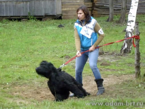 Адам Рэйси Стайл ДАНИЭЛЬ