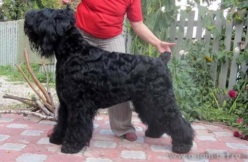 Barbi s Bronich Okean Drayva