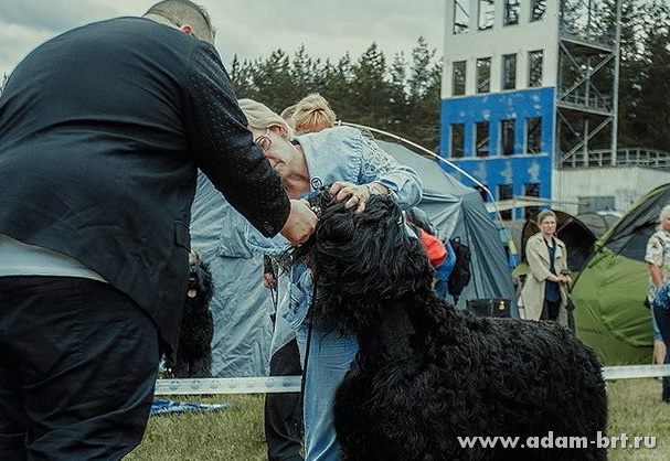 Adam Racy Style APOLLON