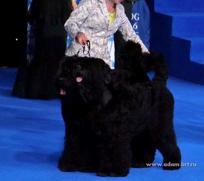 ADAM RACY STYLE APOLLON AND ALEKSANDRA IS THE WORLD CHAMPIONSHIP BEST COUPLE OF BREED!!!