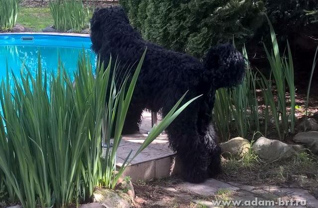 Adam Racy Style APOLLON