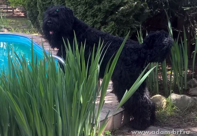 Adam Racy Style APOLLON