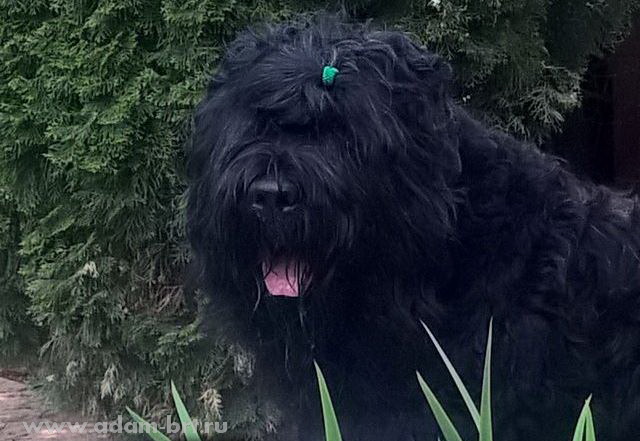 Adam Racy Style APOLLON