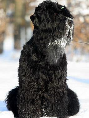 MOSKVORECHIE BORESLAVA LUBOV ADAMA