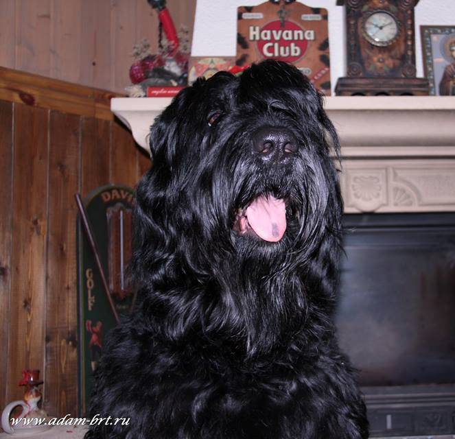 MOSKVORECHIE BORESLAVA LUBOV ADAMA