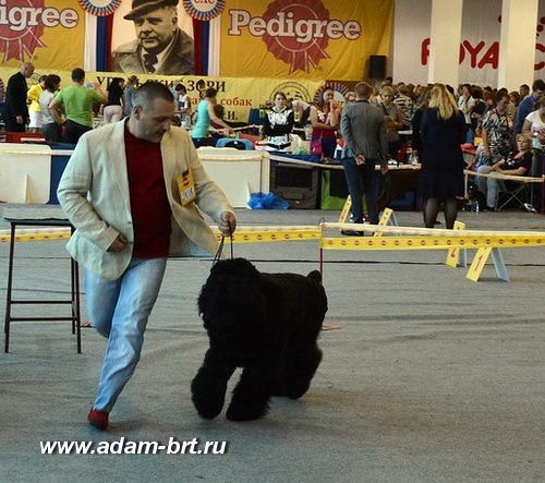 Adam Racy Style DAVID