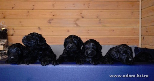 Adam Racy Style DALLAS, DAVID, DYNAMITE, DAVLAT, DOBROMIR, DARYANA, DOBROSLAVA, DALIA, DANIEL, DAILY ROSE, DELIZ, CONGRATULATIONS! 