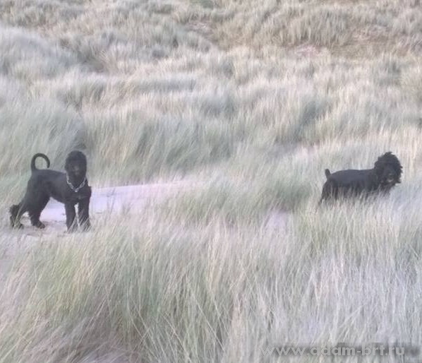 Adam Racy Style DOBROMIR and Adam Racy Style ZVEZDA APOLLONA