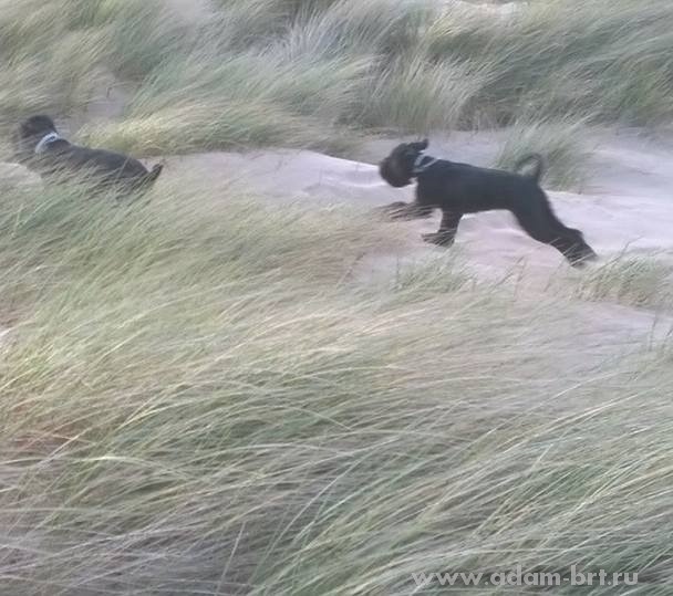 Adam Racy Style DOBROMIR and Adam Racy Style ZVEZDA APOLLONA