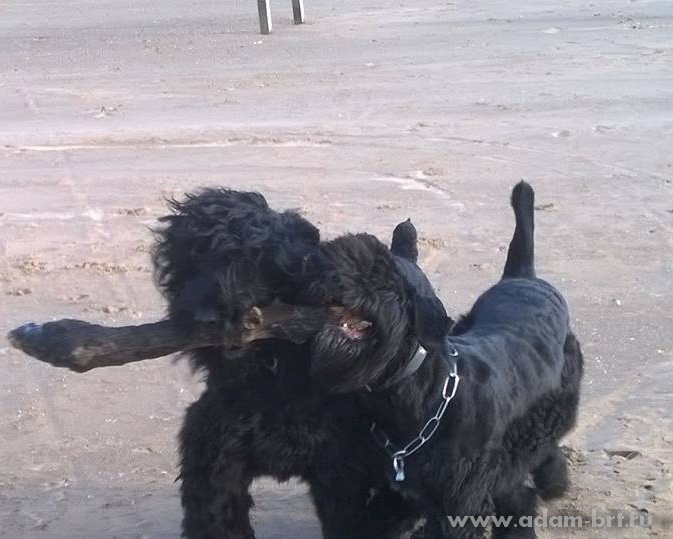 Adam Racy Style DOBROMIR and Adam Racy Style ZVEZDA APOLLONA