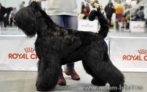 Адам Рэйси Стайл БЕРЕНИС