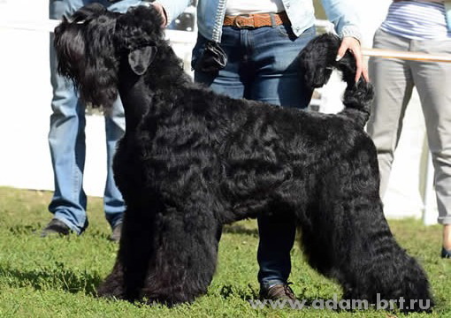 Адам Рэйси Стайл ВЕНЕРА