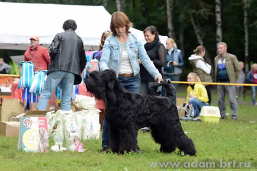 Адам Рэйси Стайл ВЕНЕРА