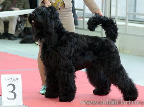 Adam Racy Style ALEXANDRA