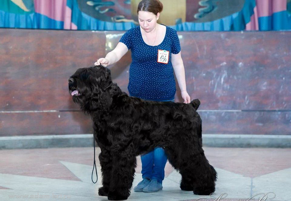 Adam Racy Style DALLAS