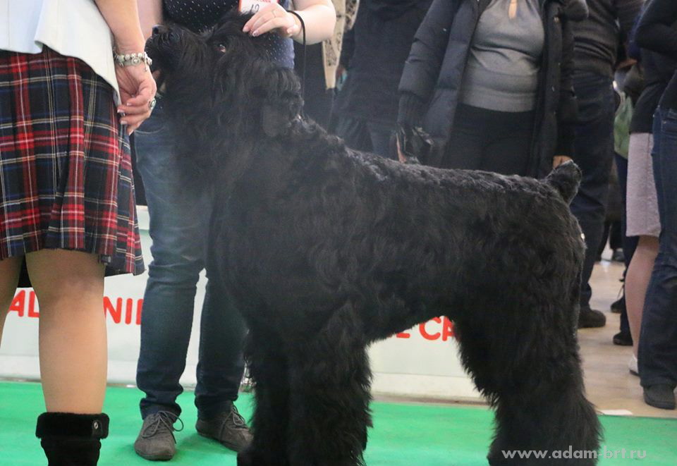 Adam Racy Style DALLAS