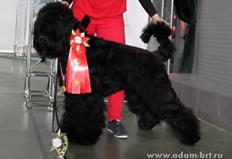 Adam Racy Style DANIEL