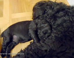 Adam Racy Style DELICE and baby