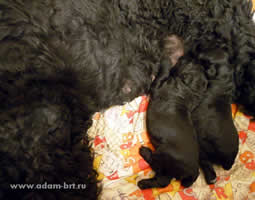 Adam Racy Style DELICE and babies