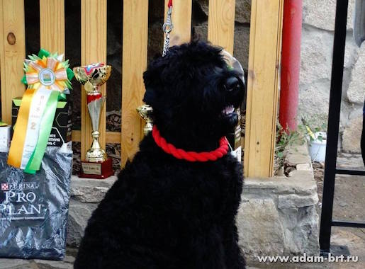 Adam Racy Style FERZ 