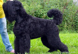 GLAVNIY GEROY s Zolotogo Grada