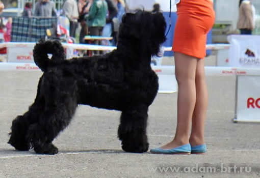 Адам Рэйси Стайл БЕРЕНИС