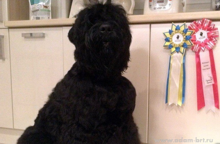 Adam Racy Style IDALGO