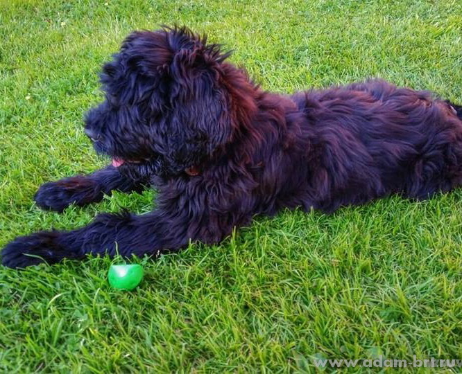 Adam Racy Style ILARIA